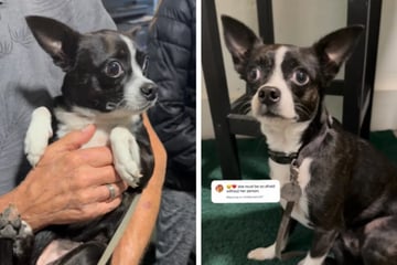 Hündin bebt und zittert am ganzen Körper: Der Grund rührt zu Tränen