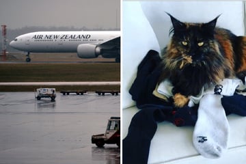 Im Flieger vergessen: Katze "Mittens" macht drei Reisen an einem Tag!