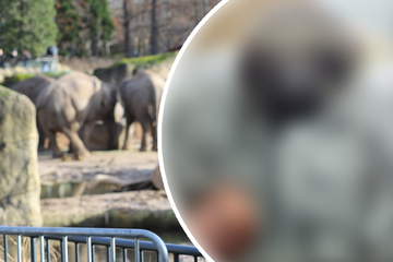 Kindersegen im Kölner Zoo! Auf diesen neuen Bewohner dürfen sich Besucher jetzt freuen