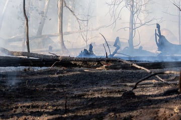Folgenschwerer Waldbrand bei Hainburg: 2,5 Hektar Fläche zerstört! Kripo sucht Zeugen