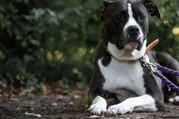 Wegen ihrer Rasse im Heim: American-Staffordshire-Terrier-Mix Khalessi wartet auf Happy End