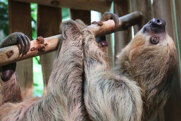 Liebe auf Sparflamme im Berliner Zoo: So reagierte Faultier Charlie bei seinem ersten Date