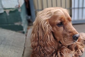 Er testet gerne Grenzen aus: Wer schenkt Fundhund Tucker ein Zuhause?