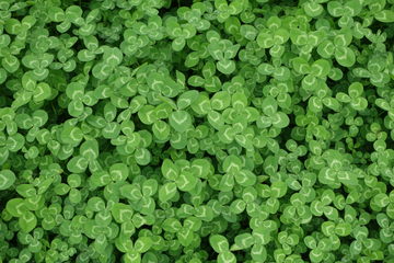 Searching for a four-leaf clover? This one has 63 leaves!