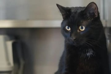 Sheldon weiß, was er will: Wer schenkt dem neugierigen Kater ein Zuhause?