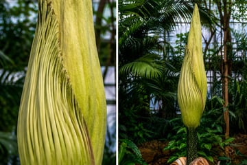 Spezielles Diebesgut: Stinkende Penispflanze aus Botanischem Garten gestohlen