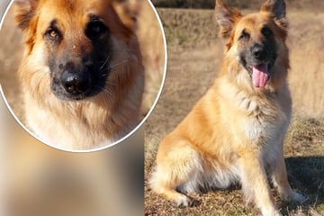 Aus Stress hat er sich im Tierheim selbst verletzt: Hund Cliff hofft dringend auf den Neustart