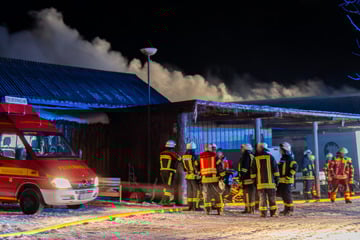 Rinderstall im Norden in Flammen: So geht es den Tieren