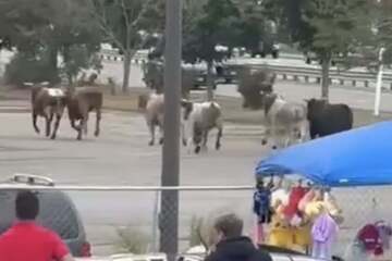 Bulls break out of rodeo and wreak havoc on shopping mall in terrifying footage