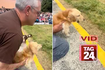 Viral Video of the Day for September 2, 2025: Dachshund's hilarious pre-race "screams" win over TikTok