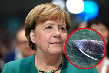 Angela Merkel über Tragödie um Buckelwal "Timmy": "Ich hätte ..."