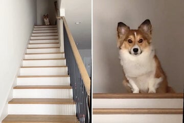 Corgi dog comes up with the cutest method of going down the stairs!