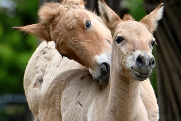 Kölner Zoo begrüßt niedliches Jungtier: Darum ist die Freude über Fohlen Vito besonders groß!