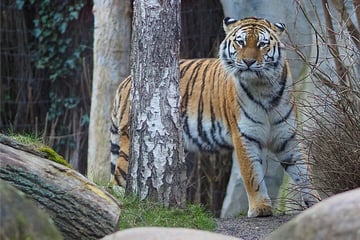Aufregung im Zoo Leipzig: Tigerdame steht kurz vor ihrer ersten Geburt