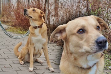 Mann lässt Hund einfach in Wohnung zurück und verschwindet