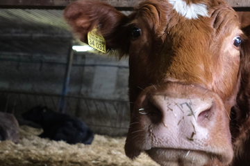 Rinderwahn: Niederländischer Bauernhof wegen Seuchen-Kuh abgeriegelt!