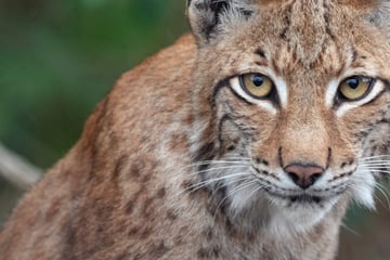 Abgemagert, dann aufgepäppelt: Luchs tot in der Natur gefunden