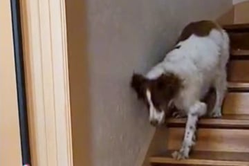 Hund mit drei Beinen kommt Treppe herunter: Was er dann tut, haut so viele um