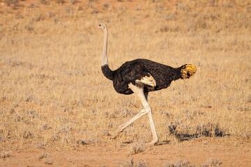 Biggest bird: What is the largest bird in the world?