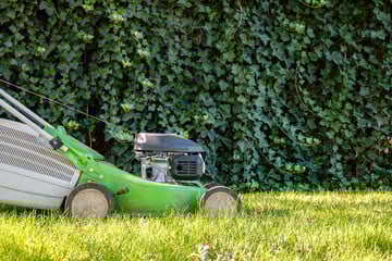Ist Efeu im Garten gut oder schlecht?