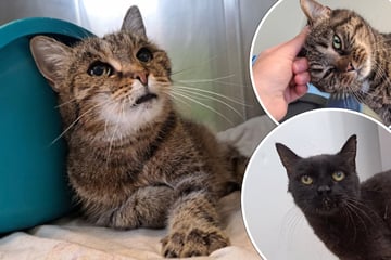 Sie werden immer wieder ignoriert: Katzen-Omis hoffen auf den langersehnten Neustart