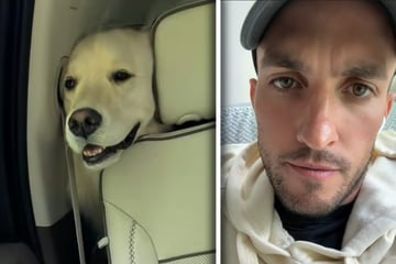 Herrchen filmt Golden Retriever: Doch nur 90 Sekunden später folgt riesiger Schock