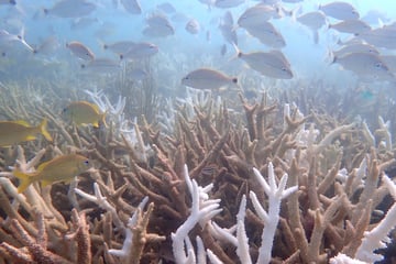 Record-breaking heat wave leaves Florida coral species "functionally extinct"