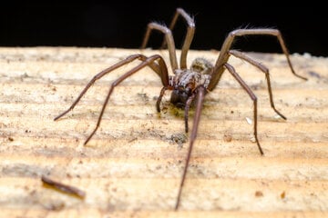 Spinnen vertreiben: Diese Hausmittel helfen wirklich