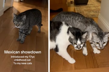 Mann stellt neuen Katzen sein Haustier vor, doch es läuft nicht wie geplant