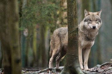 Sachsen-Anhalt: Minister will Wolfsschutz lockern