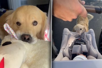 Golden Retriever lernt Baby kennen: Kurz darauf zerplatzt die Hoffnung seines Frauchens