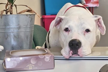 Verwahrlost zurückgelassen: Gehörloser Hund Eddie hofft auf eine zweite Chance