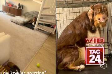 Viral Video of the Day for February 25, 2026: Adorable dog goes viral for hilariously guilty look in crate