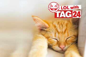 Joke of the Day for July 12, 2025: A kitten joke to celebrate Caturday
