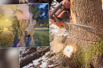 Chemnitz: Nach Brandanschlag: Baum auf Chemnitzer Schlossteichinsel wird morgen gefällt