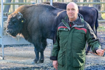 Die neuen Elche von Moritzburg: Nur einmal Aufregung in der Wisent-WG im Wildgehege