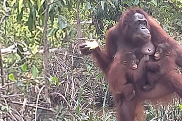 "Absolut neu": Als Orang-Utan-Mutter verschwindet, tut andere Äffin etwas Erstaunliches