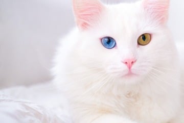 Are white cats deaf?
