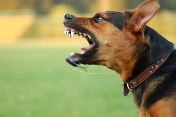 Elfjähriger von Hund gebissen: Wie sein Halter reagiert, macht richtig wütend