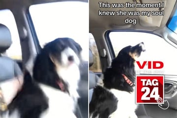 Viral Video of the Day for October 20, 2025: Dog steals the spotlight as owner belts out Whitney Houston