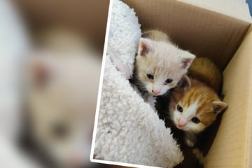 Hund rettet zwei Kätzchen vor Kältetod: Mutter schleppte sich mit letzter Kraft zu ihren Babys