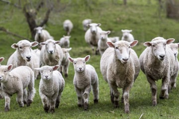 Brutaler Angriff auf Schafherde: Zahlreiche Tiere getötet