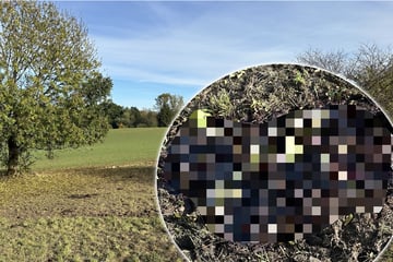 Schon wieder totes Pferd in Sachsen: Kripo ermittelt