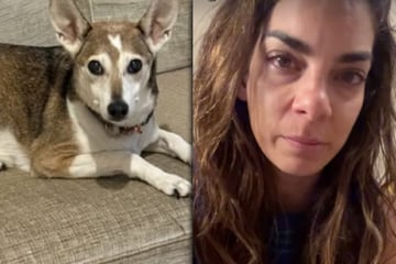 Tränenreicher Hilferuf von "Notruf Hafenkante"-Star: Hund kämpft ums Überleben