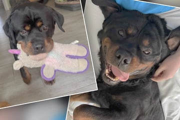 Sieben Jahre eingesperrt: Dieser süße Rottweiler-Welpe lebt jetzt unter anderem Namen