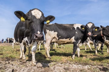 Weniger Bauern haben mehr Kühe: Sachsens Milchbauern fordern weniger Bürokratie