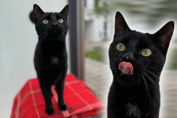 Kater Zero weiß, was er will: Wer stellt sich dem frechen Racker?