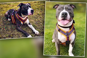 Rüpel-Mischling begeht schlimmen Fehler: Wer gibt Hund King noch eine Chance?