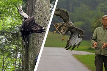 Mäusebussard steckt verletzt in Baum fest: Nach vier Tagen in Freiheit entlassen