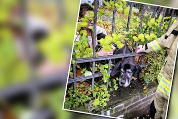 Tierische Rettungsmission: Feuerwehr befreit neugierigen Hund aus misslicher Lage
